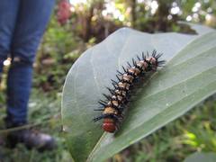 Chlosyne janais marianna