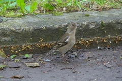 Fringilla coelebs