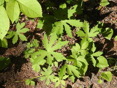 Petasites frigidus palmatus