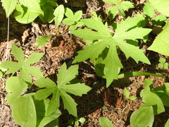 Petasites frigidus palmatus