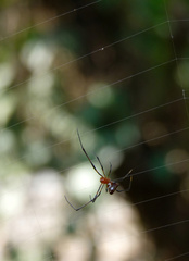 Argiope pulchella