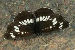 Neptis rivularis