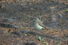 Phoenicurus phoenicurus