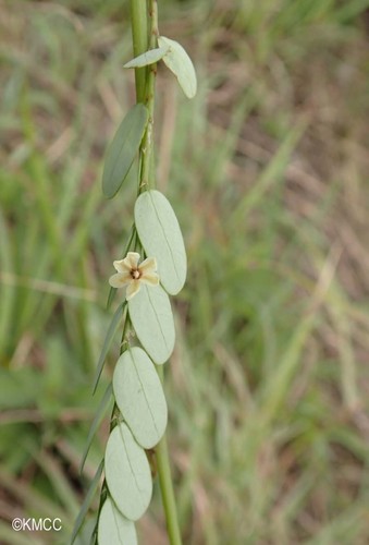 Phyllanthus vatovaviensis image