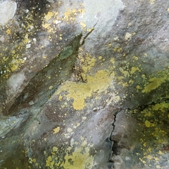 Leproplaca xantholyta