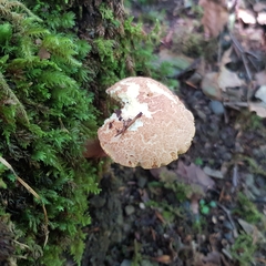 Xerocomellus armeniacus