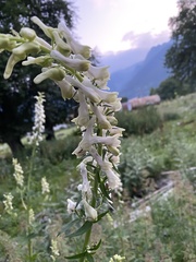 Aconitum orientale