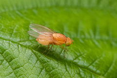 Sapromyzosoma quadripunctata
