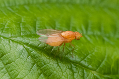 Sapromyzosoma quadripunctata