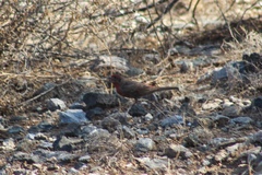 Haemorhous mexicanus