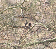 Haemorhous mexicanus