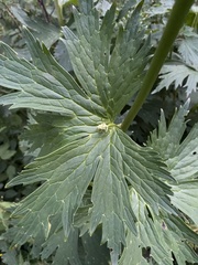 Aconitum orientale