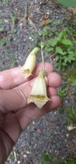 Digitalis grandiflora