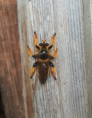 Pogonosoma maroccanum