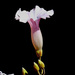 Ipomoea mojangensis - Photo (c) linah, algunos derechos reservados (CC BY-NC), subido por linah