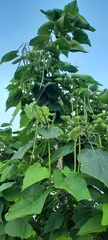 Catalpa bignonioides