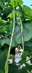 Catalpa bignonioides