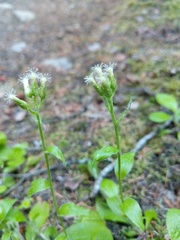 Antennaria racemosa