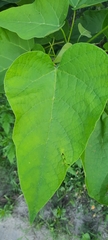 Catalpa bignonioides