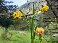 Lilium pyrenaicum