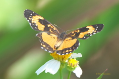 Chlosyne lacinia saundersi