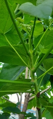 Catalpa bignonioides