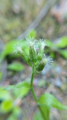 Antennaria racemosa