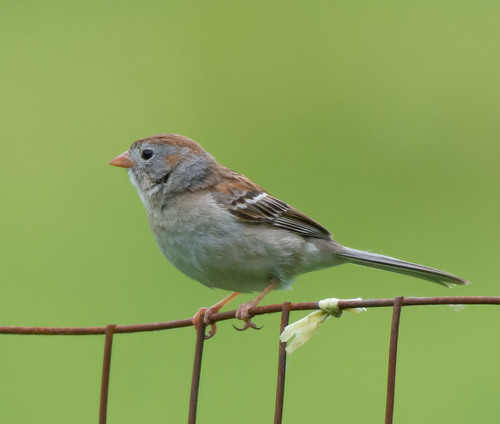 Field Sparrow, photo 9 of 10