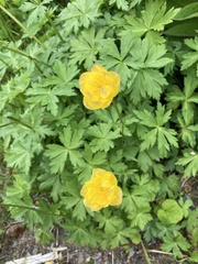 Trollius europaeus
