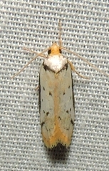 Philobota thiocrossa