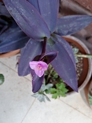 Tradescantia pallida