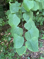 Cercis canadensis canadensis