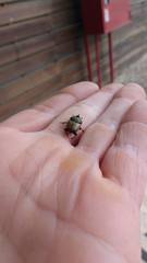 Onthophagus coenobita