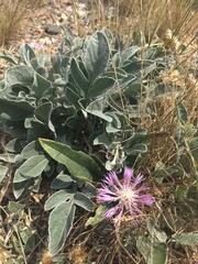 Psephellus turgaicus