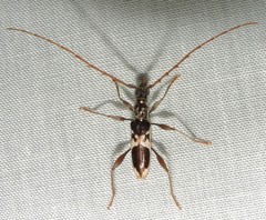 Coptocercus crucigerus