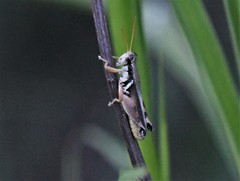 Melanoplus glaucipes