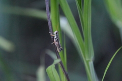 Melanoplus glaucipes