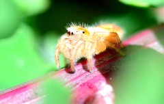 Phidippus cardinalis