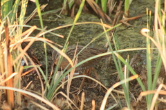 Rallus tenuirostris