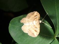 Costaconvexa polygrammata