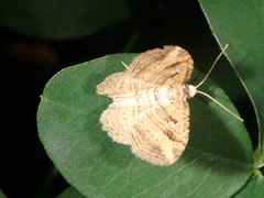 Costaconvexa polygrammata