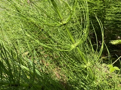 Equisetum palustre