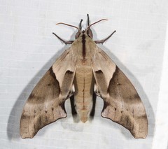 Coequosa australasiae