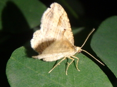 Costaconvexa polygrammata