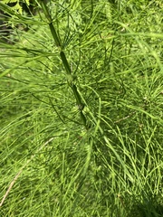 Equisetum palustre