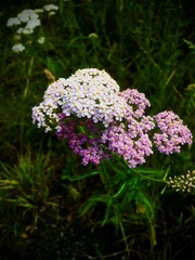 Achillea millefolium