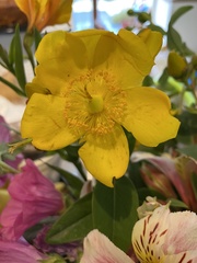 Hypericum × hidcoteense