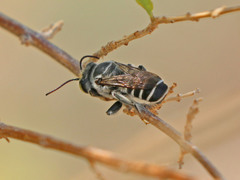 Megachile sidalceae