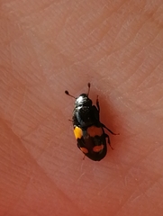 Glischrochilus grandis