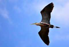 Ardea herodias